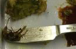 Cockroach in meal onboard: AI warns, fines caterer